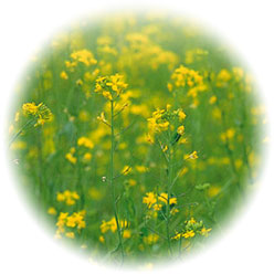 樹木葬イメージ